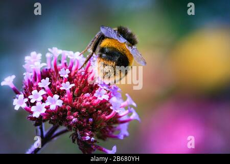 abeille sur la fleur de verveine Banque D'Images