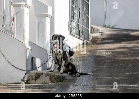 Chien assis dans une allée de St Martin Banque D'Images
