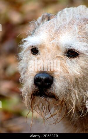 chien affamé dehors assis, affamé, jouer, amical, et alerte. Canine active Banque D'Images