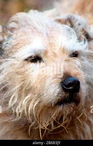 chien affamé dehors assis, affamé, jouer, amical, et alerte. Canine active Banque D'Images