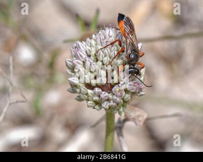 Guêpe de Digger (Sphex flavipennis) nectaring on Wild leek / Elephant ail (Allium amloparum) floraison sur les dunes de sable, Majorque côte sud, mai. Banque D'Images