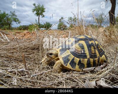 La tortue d’Hermann (Testudo hermanni) dans un habitat agricole bordant le parc naturel de Mondrago où ils ont été réintroduits, Santanyi, Majorque. Banque D'Images
