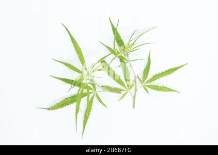 Feuilles de chanvre frais sur le fond blanc comme décoration Banque D'Images