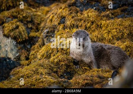 Gros plan sur une femme détendue Otter européen (Lutra lutra) reposant entre des expéditions de pêche sur un lit d'algues Banque D'Images