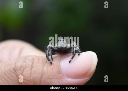 Un saut d'araignée noire sur le pouce. Surakarta, Indonésie Banque D'Images