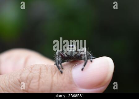 Un saut d'araignée noire sur le pouce. Surakarta, Indonésie Banque D'Images