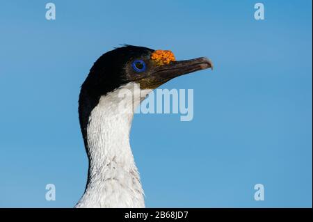 Le Cerf Impérial (Leucocarbo Atriceps), L'Île De Pebble, Les Îles Falkland. Banque D'Images