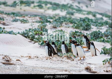 Manchots Gentoo (Pygoscelis Papouasie), Point Volontaire, Îles Falkland. Banque D'Images