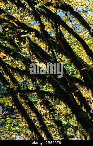 Dapple soleil brille à travers les arbres d'érable de vigne et le feuillage d'automne, le long de la rivière North Fork Snoqualmie, Washington Banque D'Images