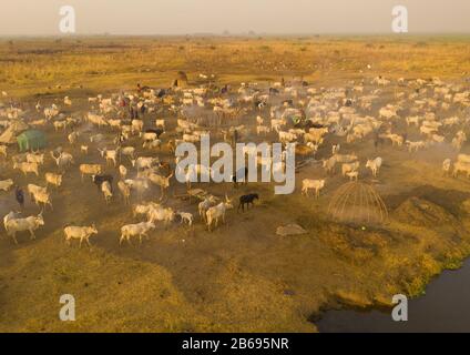 Vue aérienne de longues vaches cornes dans un camp de bétail de la tribu Mundari, Equatoria central, Terekeka, Soudan du Sud Banque D'Images