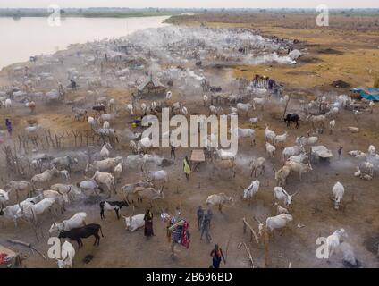 Vue aérienne de longues vaches cornes dans un camp de bétail de la tribu Mundari, Equatoria central, Terekeka, Soudan du Sud Banque D'Images