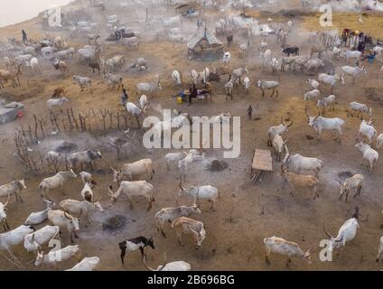 Vue aérienne de longues vaches cornes dans un camp de bétail de la tribu Mundari, Equatoria central, Terekeka, Soudan du Sud Banque D'Images