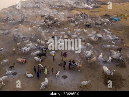 Vue aérienne de longues vaches cornes dans un camp de bétail de la tribu Mundari, Equatoria central, Terekeka, Soudan du Sud Banque D'Images