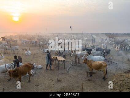 Vue aérienne de longues vaches cornes dans un camp de bétail de la tribu Mundari, Equatoria central, Terekeka, Soudan du Sud Banque D'Images