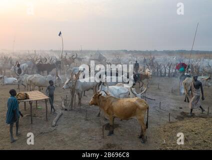 Vue aérienne de longues vaches cornes dans un camp de bétail de la tribu Mundari, Equatoria central, Terekeka, Soudan du Sud Banque D'Images