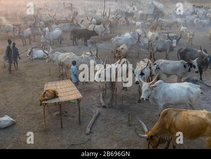 Vue aérienne de longues vaches cornes dans un camp de bétail de la tribu Mundari, Equatoria central, Terekeka, Soudan du Sud Banque D'Images