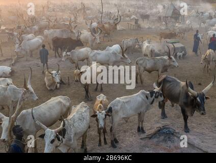 Vue aérienne de longues vaches cornes dans un camp de bétail de la tribu Mundari, Equatoria central, Terekeka, Soudan du Sud Banque D'Images