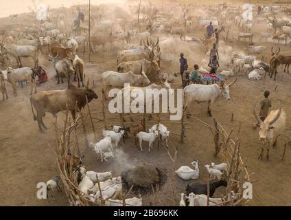 Vue aérienne de longues vaches cornes dans un camp de bétail de la tribu Mundari, Equatoria central, Terekeka, Soudan du Sud Banque D'Images