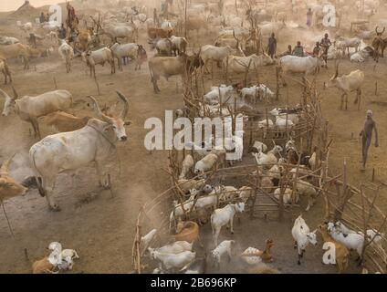 Vue aérienne de longues vaches cornes dans un camp de bétail de la tribu Mundari, Equatoria central, Terekeka, Soudan du Sud Banque D'Images