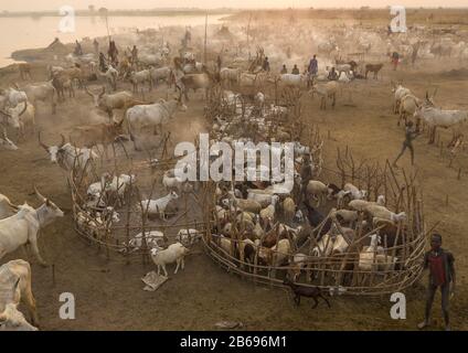 Vue aérienne de longues vaches cornes dans un camp de bétail de la tribu Mundari, Equatoria central, Terekeka, Soudan du Sud Banque D'Images