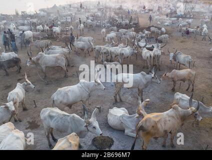 Vue aérienne de longues vaches cornes dans un camp de bétail de la tribu Mundari, Equatoria central, Terekeka, Soudan du Sud Banque D'Images