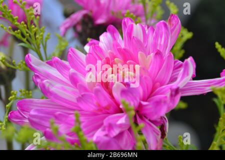 Chrysanthèmes parfois appelés mamans ou chrysanthes Banque D'Images