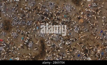 Vue aérienne de longues vaches cornes dans un camp de bétail de la tribu Mundari, Equatoria central, Terekeka, Soudan du Sud Banque D'Images