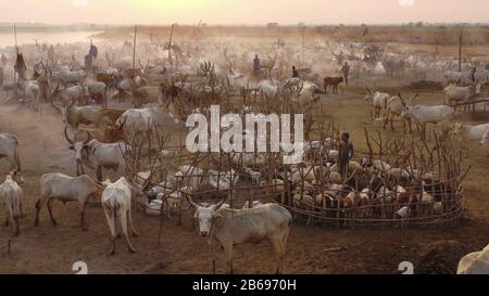 Vue aérienne de longues vaches cornes dans un camp de bétail de la tribu Mundari, Equatoria central, Terekeka, Soudan du Sud Banque D'Images