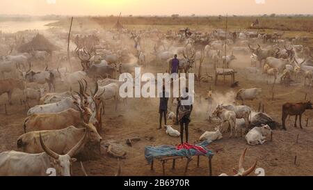 Vue aérienne de longues vaches cornes dans un camp de bétail de la tribu Mundari, Equatoria central, Terekeka, Soudan du Sud Banque D'Images