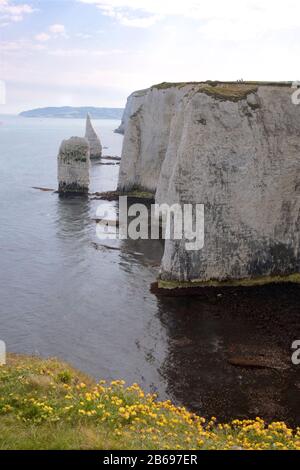 En regardant vers le sud de Handfast point vers Peveril point dans la distance; au premier plan sont les Pinnacles connus sous le nom de Haystack, Little P Banque D'Images