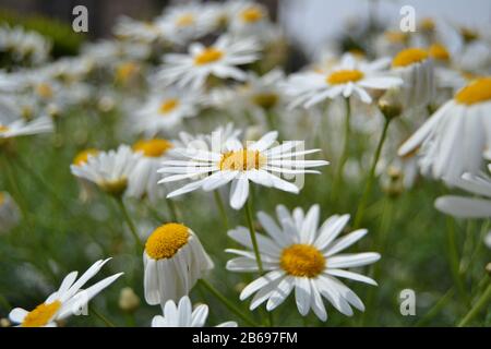 Leucanthemum vulgare communément appelée Marguerite à anneaux, Marguerite à boeufs, guirlande à chiens Banque D'Images
