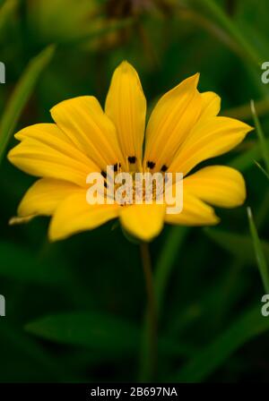 Daisybuissons ou daisies africaines Banque D'Images