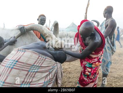 Les hommes de la tribu Mundari qui prennent du sang d'une vache malade dans un camp de bétail, l'Equatoria central, Terekeka, Soudan du Sud Banque D'Images