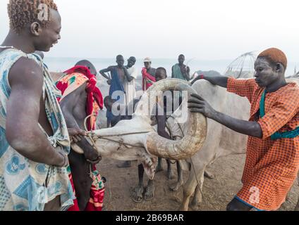 Les hommes de la tribu Mundari qui prennent du sang d'une vache malade dans un camp de bétail, l'Equatoria central, Terekeka, Soudan du Sud Banque D'Images