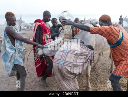 Les hommes de la tribu Mundari qui prennent du sang d'une vache malade dans un camp de bétail, l'Equatoria central, Terekeka, Soudan du Sud Banque D'Images