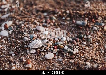 Loggerhead Turtle bébé Caretta après la naissance, surmonter les difficultés rampent à la mer salutaire Banque D'Images