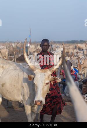 Portrait d'une femme de la tribu Mundari dans un camp de bétail, Equatoria central, Terekeka, Soudan du Sud Banque D'Images