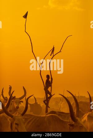 Un garçon de la tribu Mundari debout sur un mât en bois pour observer ses vaches au coucher du soleil, Equatoria central, Terekeka, Soudan du Sud Banque D'Images