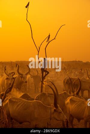 Un garçon de la tribu Mundari debout sur un mât en bois pour observer ses vaches au coucher du soleil, Equatoria central, Terekeka, Soudan du Sud Banque D'Images