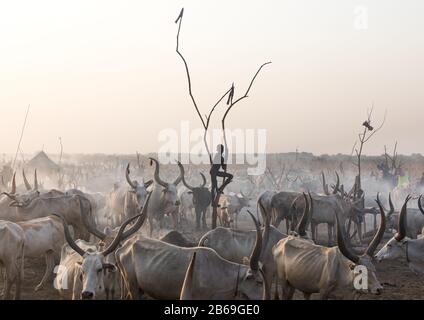 Un garçon de la tribu Mundari debout sur un mât en bois pour observer ses vaches, Equatoria central, Terekeka, Soudan du Sud Banque D'Images