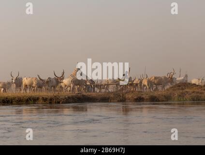 De longues vaches cornes dans un camp de tribu Mundari sur les rives du Nil, de l'Équateur central, de Terekeka, au Soudan du Sud Banque D'Images