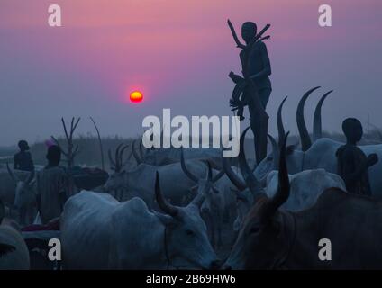 Un garçon de la tribu Mundari debout sur un mât en bois pour observer ses vaches au coucher du soleil, Equatoria central, Terekeka, Soudan du Sud Banque D'Images