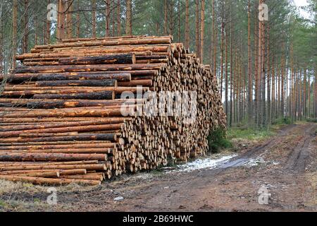 Énorme tas de grumes de pin sur un site d'exploitation forestière dans la forêt de pins au début du printemps. Sud de la Finlande. Mars 2020. Banque D'Images