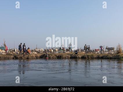 De longues vaches cornes dans un camp de tribu Mundari sur les rives du Nil, de l'Équateur central, de Terekeka, au Soudan du Sud Banque D'Images