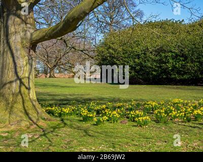 Jonquilles fleuries autour de la base d'un arbre ancien dans le parc de Beningbrough, Yorkshire du Nord, Angleterre Banque D'Images
