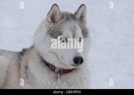 Portrait de la mignonne siberian husky repose sur une neige blanche. Animaux de compagnie. Chien de race. Banque D'Images