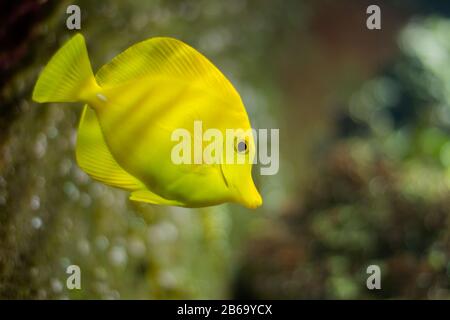 Espèces de poissons d'eau salée : Tang jaune (Zebrasoma flavescens) Banque D'Images