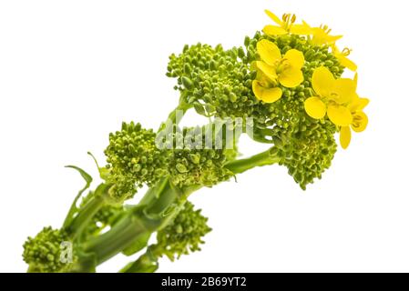 Rabe de rapini ou de brocoli frais isolé sur fond blanc Banque D'Images