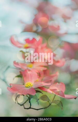 Bourgeon rose en bois de dogme en pleine floraison Banque D'Images