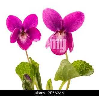 Viola odorata fleurs de Charme rouge isolées sur blanc Banque D'Images